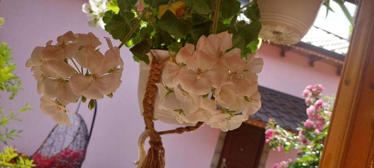 Pensiunea Happy Flowers Greci Εξωτερικό φωτογραφία