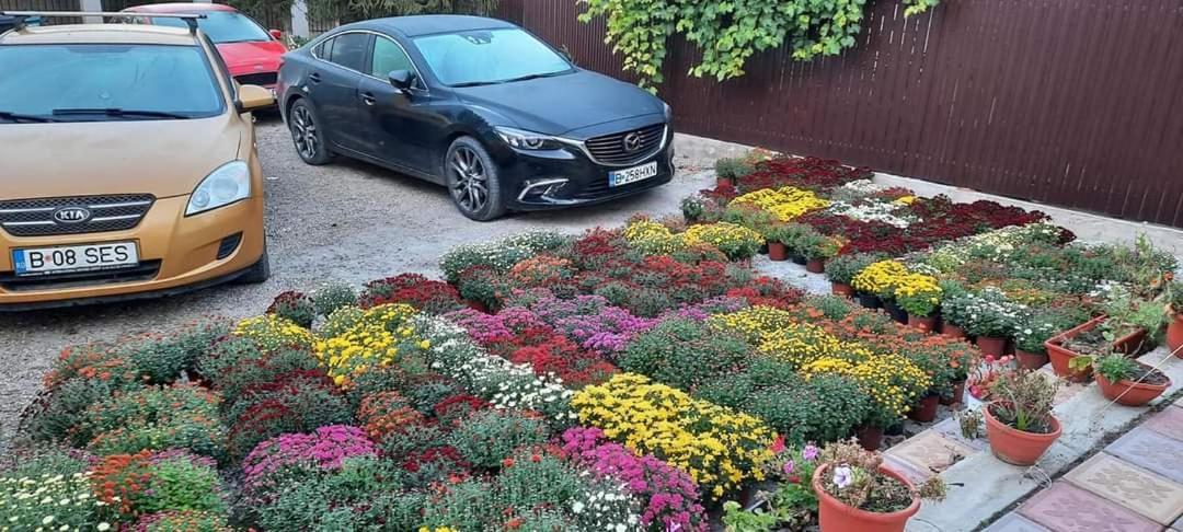 Pensiunea Happy Flowers Greci Εξωτερικό φωτογραφία