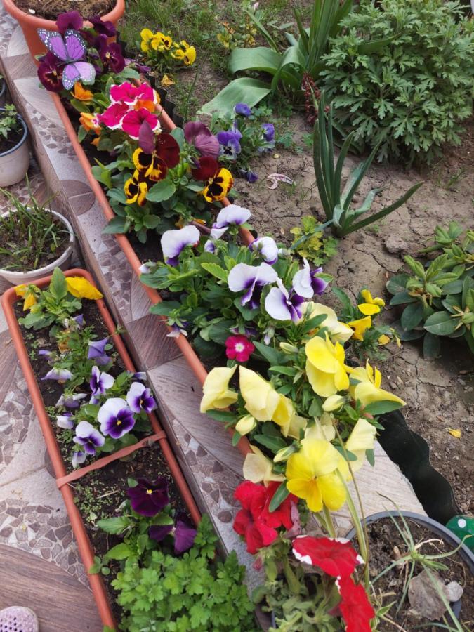 Pensiunea Happy Flowers Greci Εξωτερικό φωτογραφία