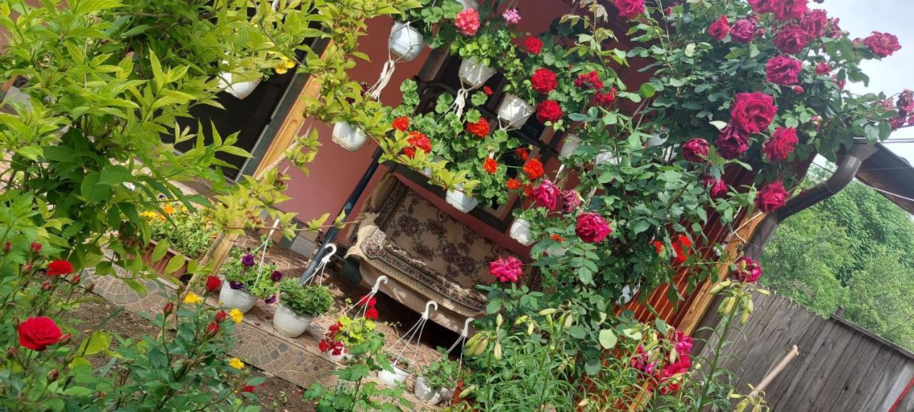 Pensiunea Happy Flowers Greci Εξωτερικό φωτογραφία