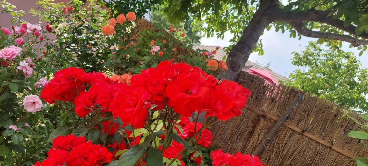 Pensiunea Happy Flowers Greci Εξωτερικό φωτογραφία