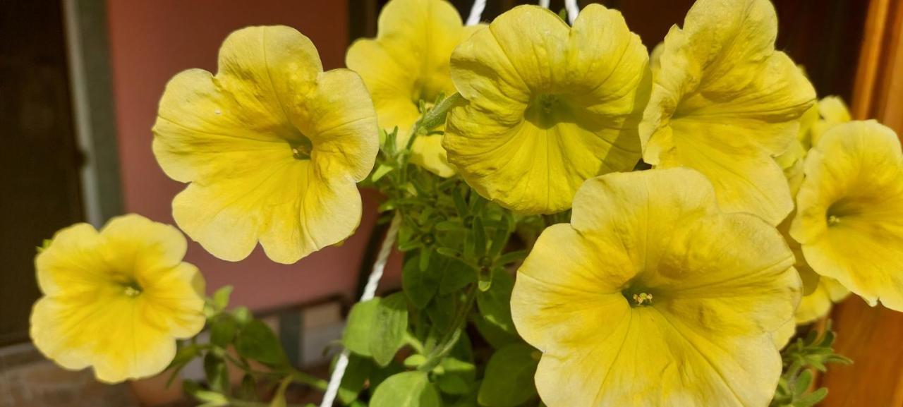 Pensiunea Happy Flowers Greci Εξωτερικό φωτογραφία