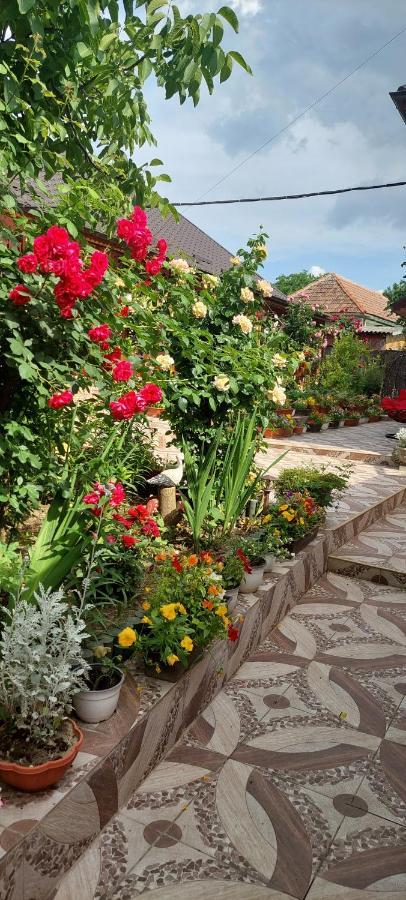 Pensiunea Happy Flowers Greci Εξωτερικό φωτογραφία