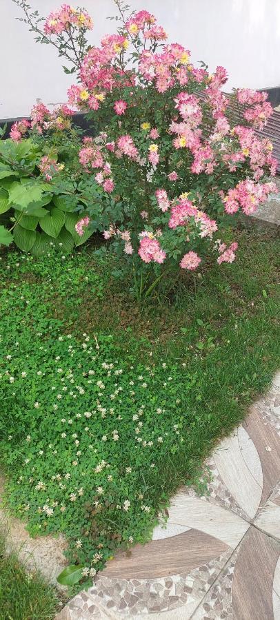 Pensiunea Happy Flowers Greci Εξωτερικό φωτογραφία