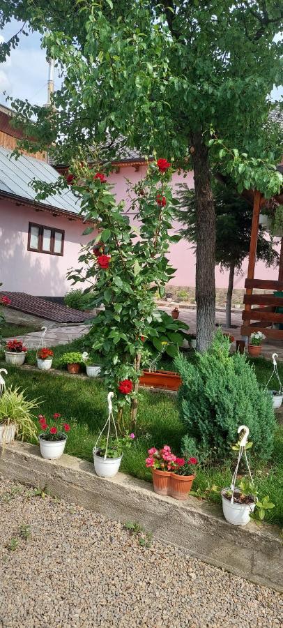 Pensiunea Happy Flowers Greci Εξωτερικό φωτογραφία