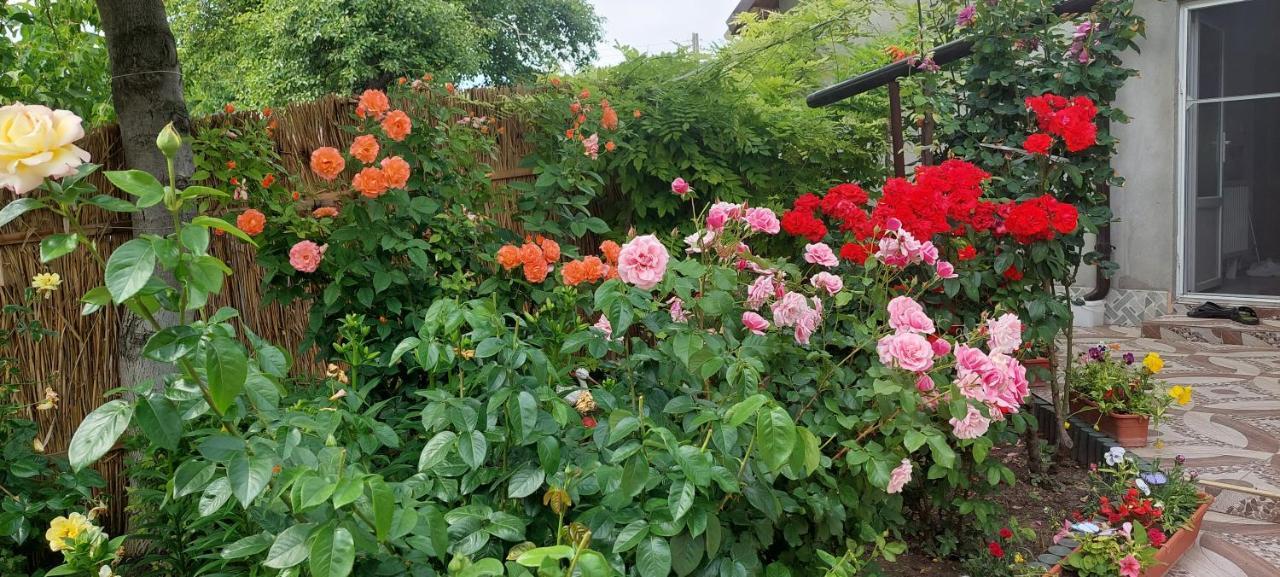 Pensiunea Happy Flowers Greci Εξωτερικό φωτογραφία