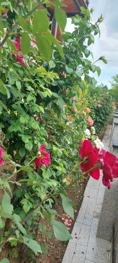 Pensiunea Happy Flowers Greci Εξωτερικό φωτογραφία