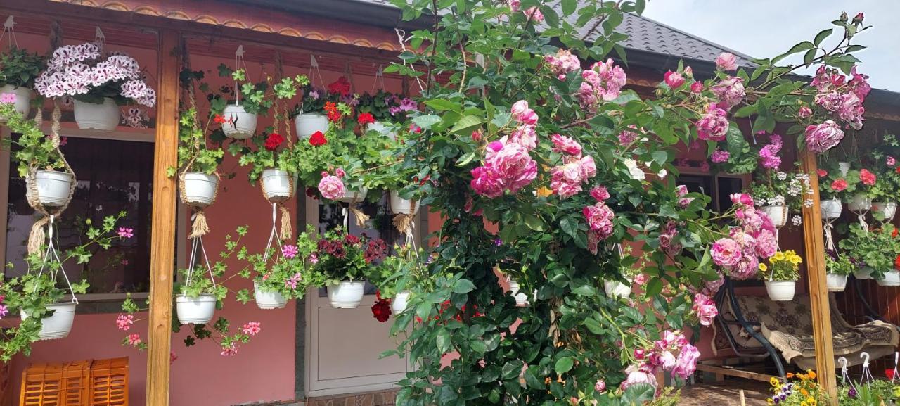 Pensiunea Happy Flowers Greci Εξωτερικό φωτογραφία